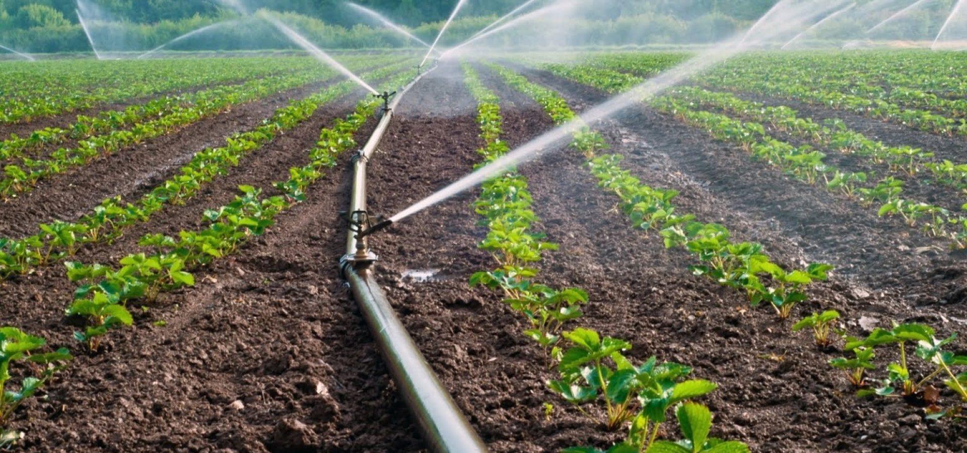 Drip-irrigation-network-supplies